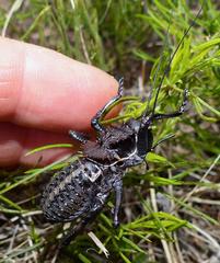 Hetrodes pupus pupus