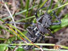 Hetrodes pupus pupus