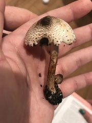 Leucoagaricus meleagris