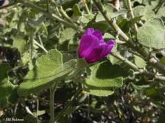 Corynabutilon ceratocarpum