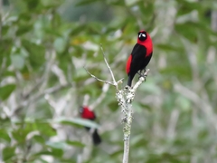 Ramphocelus nigrogularis