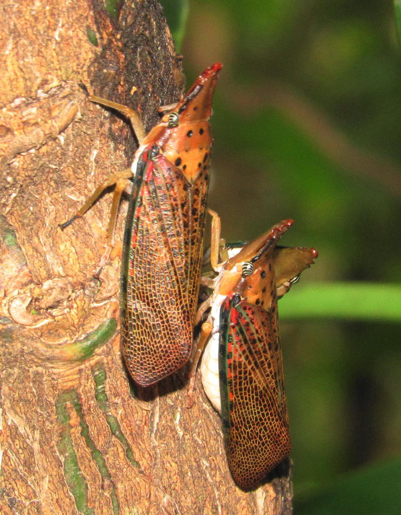 Eningia