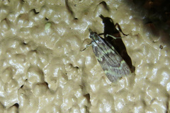 Aglossa electalis