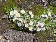 Erigeron andicola