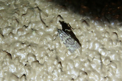 Aglossa electalis