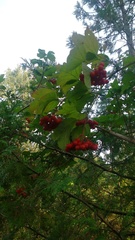 Viburnum opulus opulus