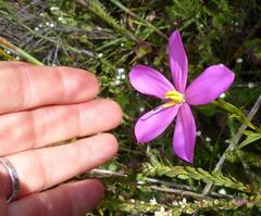 Chironia melampyrifolia