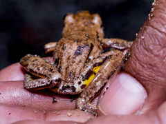 Litoria everetti