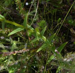 Chironia melampyrifolia