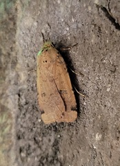 Abagrotis cupida