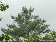 Pinus chiapensis