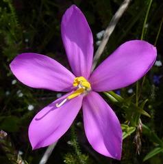 Chironia melampyrifolia
