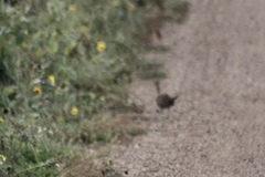 Perdix perdix