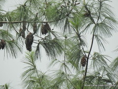 Pinus chiapensis