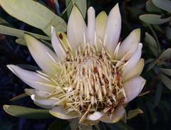 Chirodica