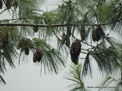 Pinus chiapensis