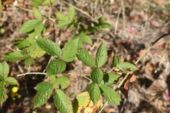 Rubus velox