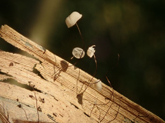 Marasmius limosus
