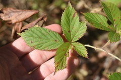 Rubus velox