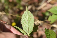 Rubus velox
