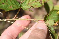 Rubus velox