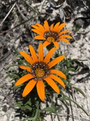 Gazania ciliaris