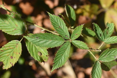 Rubus velox