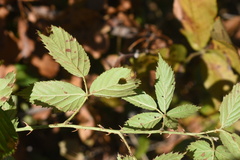 Rubus velox