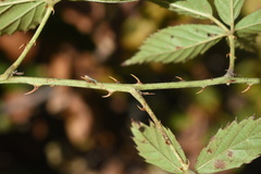 Rubus velox