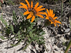 Gazania ciliaris