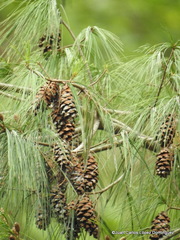 Pinus chiapensis