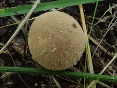 Lycoperdon molle