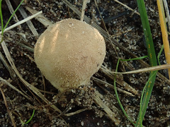 Lycoperdon molle