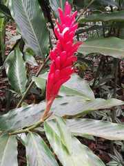 Alpinia purpurata