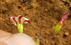 Oxalis tenuifolia
