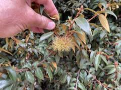 Chrysolepis chrysophylla minor