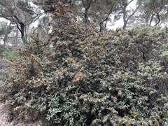 Chrysolepis chrysophylla minor