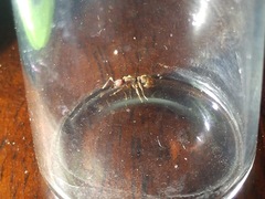 Proceratium pergandei