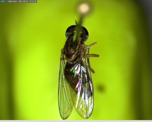 iNaturalist observation photo of Margined Calligrapher