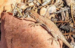 Uta stansburiana uniformis