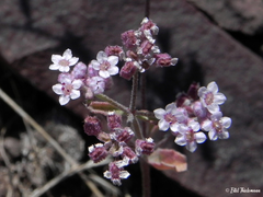 Homalocarpus dichotomus