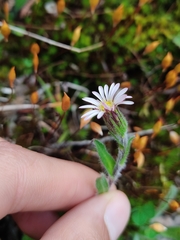 Noticastrum marginatum