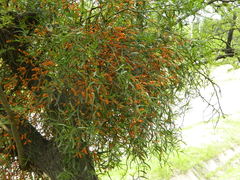 Phoradendron quadrangulare