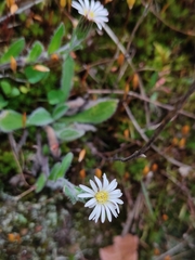 Noticastrum marginatum