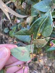 Platylobium reflexum