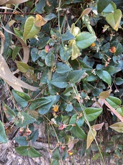 Platylobium reflexum