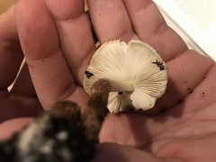 Leucoagaricus meleagris