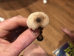 Leucoagaricus meleagris