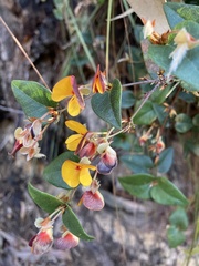 Platylobium reflexum