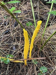 Clavulinopsis helvola